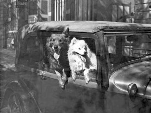 De Ford en de honden van Fick (originele foto: Collectie Bert Rompa)