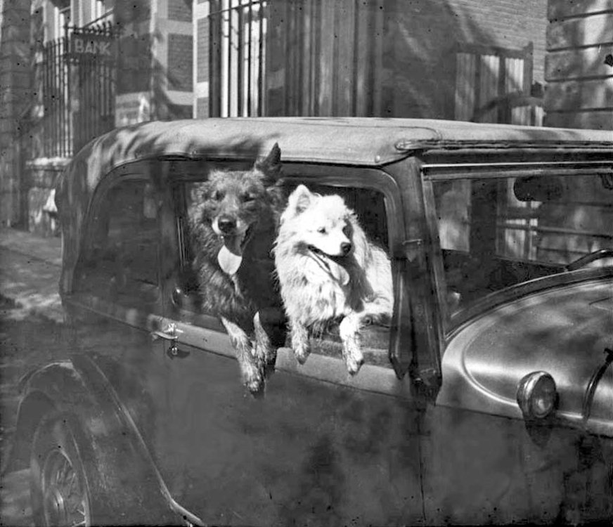 De Ford en de honden van Fick (originele foto: Collectie Bert Rompa)